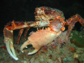 Spider Crab 