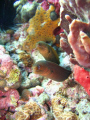Golden Spotted Moray\ double trouble 