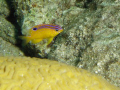 Juvenile Rock Beauty swimming around a smal coral head near the the dock at the Flamingo DIVI 