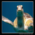 the "usual" green turtle hanging around the back of our boat in Donald Duck Bay (island 8 - Similan National Park - Thailand) 
