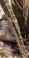 "The Soloist"     Portrait of a Trumpetfish on the French Reef, Key Largo 