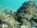 Yellow Tailed Damselfish on the Inside Reef at Lauderdale by the Sea 