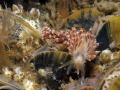 Trinchesia gymnota, another colourfull specie from our grey and green waters. 
