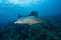 Bottlenose dolphin and diver 