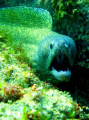MORAY showing her tonsils 
