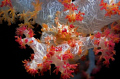 Hard to see,Soft Coral Crab on Soft Coral.Taken with Nikon D70,SB 105 and 60 mm Micro Lense 