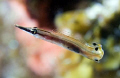 Tiny Arrow Blenny with its weirdly bend caudal fin, Big Rock, Utila. Canon EOS 350d, 18-55mm, 4x macro lens 