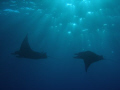 Big Island mantas, late afternoon 