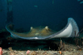 Stingray encounter on the "Sea Emperior" off S. Florida coast. 
