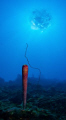 "Bubbles on the sun", Bonaire 
