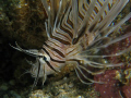 Lionfish 