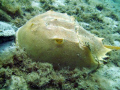 Horseshoe crab on the Inside Reef at Lauderdale by the Sea 