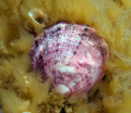 Pink shell on yellow alga. 