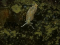 Opalescent (Aeolid) Nudibranch? The photo was taken at Setchel Point near Victoria, BC on Vancouver Island. The critter was gliding across the top of a rocky reef. 