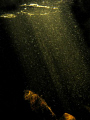 "Beam me up, Scotty!"   Suspended particles revealed by a shaft of light in a small stream. 