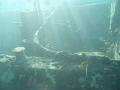 My very first wreck pic. Very shallow small vessel wreck. Completely natural light from topside and no filters - no anything..... Olympus Stylus 700 with housing. Hope you enjoy it as much as I enjoyed taking it. 