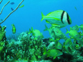 Everybody, looking at me!!!  Stripped Grunts & 2 Porkfish @ Guanica, Puerto Rico 