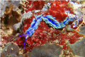 Nudibranch Cyti 