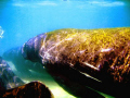 MANATEES Marked by propelers,
 On the Ocean side 