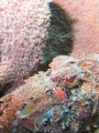Thought it was unusual to find this guy in the sponge. 