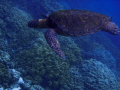 Big Island, Hawaii.  Olympus SP350 