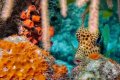 Trunk Fish 