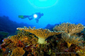 Diver floating by the reef 