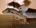 Back in our cabin between dives off Carriacou Island in the Grenadines, we caught the house "Good Luck" gecko in the middle of shedding - can see the eye hole in the cast-off head section! 