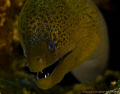 Eel getting up close and personal 