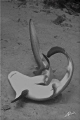 shark twirl II: submission 