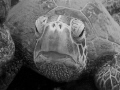 Green Sea Turtle. I converted this photograph to black & white in PSE7 and cropped it. 