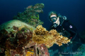 Diver checking wing of Emily Flying Boat-Truk Lagoon 2008 