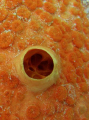 RED HOLE ,TIME WARP 