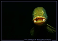 Today's after work dive... Encounter with this beautiful Pike Fish... Que du Bonheur... :O)... 