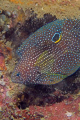 "Comet" this rarely seen fish is unique with the white ringed black spot on dorsal fin. Solitary and cryptic, they hide in crevices on outer reefs. This one shot out of his hiding place and I only got part of him in the frame before he vanished 
