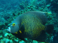 French Angelfish 
Got very close and panned.  Lucked out to some extent and got a pretty good shot(I think). 