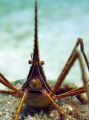 ARROW HEAD CRAB/
Cartoon character/look alike 
