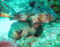 Love takes many forms.....Here is a puffer couple right here in the Keys. 