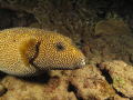 Black Rock Maui, HI   Yellow Puffer  Canon G10 Ikelite DS-160 