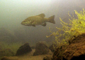 "The Boss"   a smallmouth bass inspects it's territory 