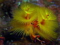 Christmas tree worm taken at Wakatobi with Canon S70 