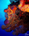 Some of the best wall diving in the Caribbean can be found off Cozumel. This image was taken at Santa Rosa Wall, a wall dive that Liquid Blue  Divers  does often. 