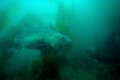 Big Brother. A giant Black Sea Bass at Anacapa Island. Shot with a Canon Digital Rebel and 10-22 zoom lens in an Ikelite Housing with Natural Light. 