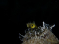 Secretary Blennies became my favorite subject in Bonaire. They were tiny but fun to photograph 