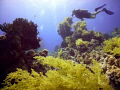 Jackfish alley's marvellous coral garden
Ras Mohamed National Park

 