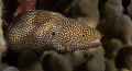 An Eel off the coast of Kona Hawaii. Olympus C5060 