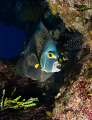 French Angelfish (Pomacanthus paru).   Nikon D300, Tokina 10-17mm. 