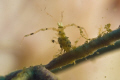 "NIB" ..not in the book. Very tiny crab or shrimp, not identified. D300-60mm, Subsee Adaptor 