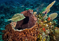 A honeycomb cowfish (Acanthostracion polygonia) taken at Blacktip Boulevard in Little Cayman.   Nikon D300, 12-24mm 