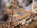 Black coral shrimp. (If you look carefully it's actually a pair of Black Coral shrimps). 